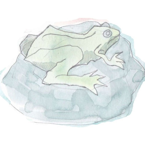 A light green frog on a grey rock