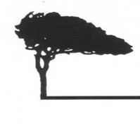 Drawing of a stone pine
